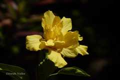 Hibiscus rosa-sinensis